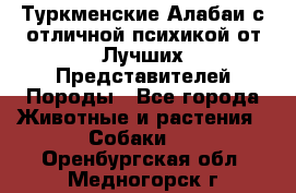 Туркменские Алабаи с отличной психикой от Лучших Представителей Породы - Все города Животные и растения » Собаки   . Оренбургская обл.,Медногорск г.